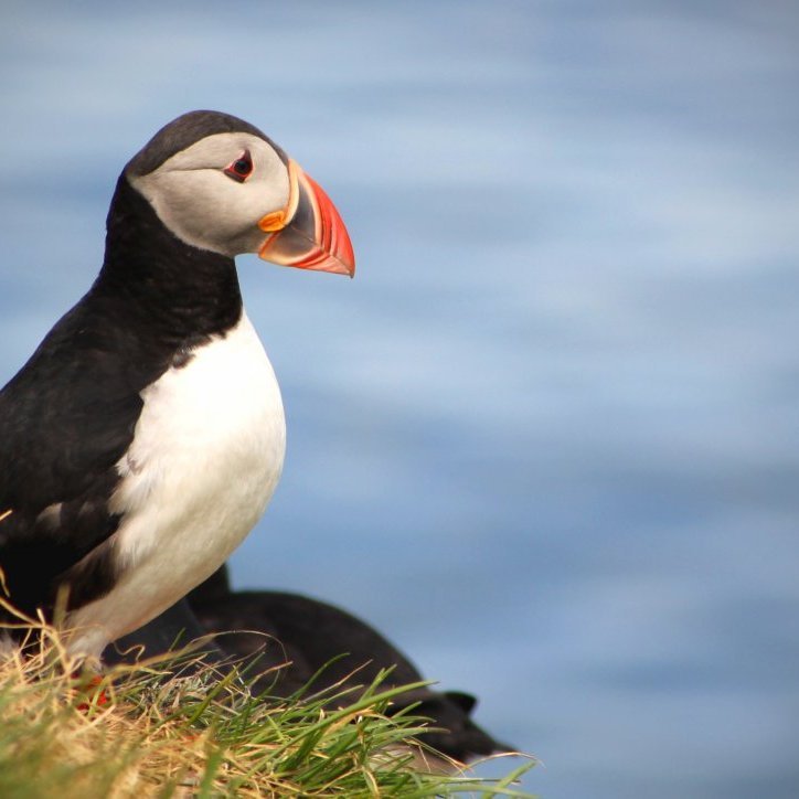 Puffins | Borgarfjörður eystri